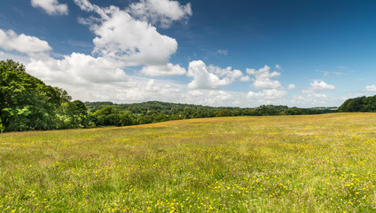 Fototapeta premium Summer meadow