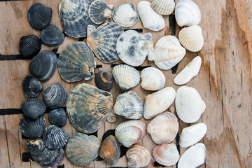 still life of shells and starfish