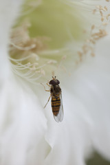 Kaktusblüte mit Fliege
