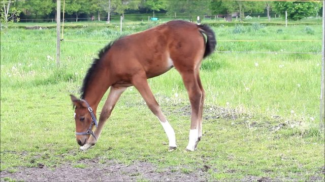 Fohlen Stutfohlen braun beim abgrasen auf der Weide
