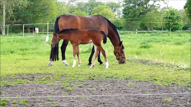 Pferd Fohlen Stutfohlen und Mutter Stute auf gr&uuml;ner Weide
 