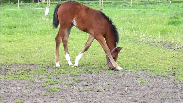 Fohlen Stutfohlen braun beim abgrasen auf der Weide
