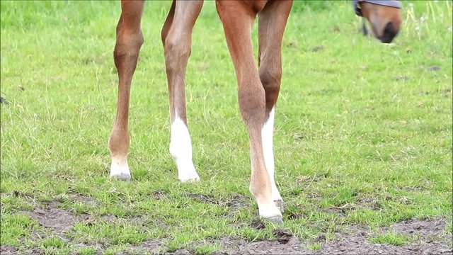 Fohlen Stutfohlen braun beim abgrasen auf der Weide
