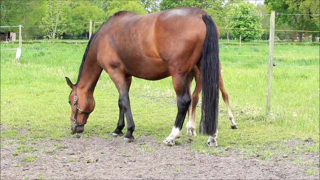 Pferd Fohlen Stutfohlen und Mutter Stute auf gr&uuml;ner Weide
 