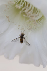 Kaktusblüte mit Fliege