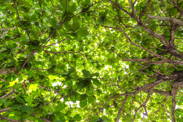 Green forest with sunlight