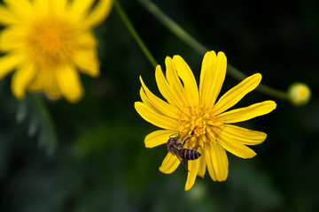 Honey bee on a yellow flower. 