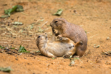 Adult prairie dogs play fighting