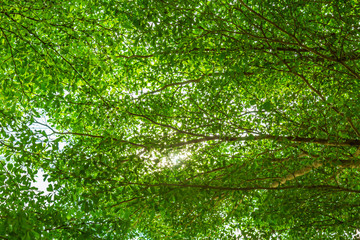 Fototapeta na wymiar Green forest with sunlight