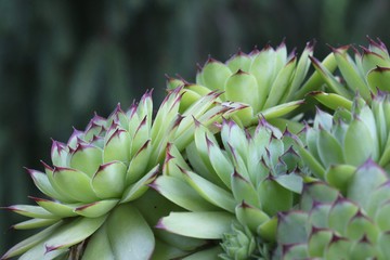 Sempervivum