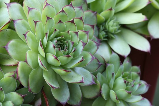 Sempervivum