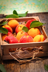 Fresh Apricot