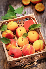 Apricot