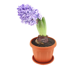 beautifu flowers vintage photo background
