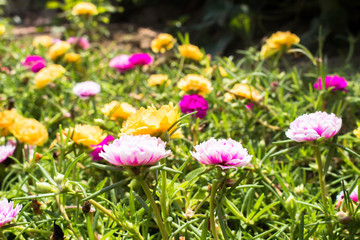 fresh flower beautiful colorful portulaca oleracea in morning, t