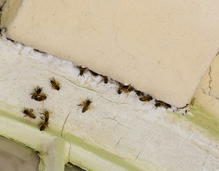 honey bee nest in old masonry