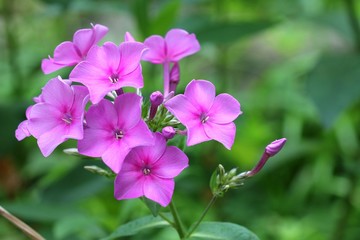 Phlox paniculata