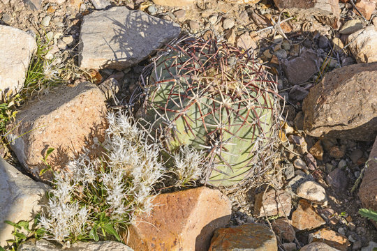 Turk's head cactus in the Texas Desert