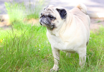 Pug dog