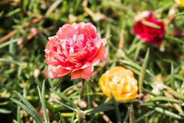 fresh flower beautiful colorful portulaca oleracea in morning, t