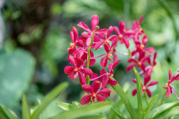 Colourful orchid flowers on bright summer day