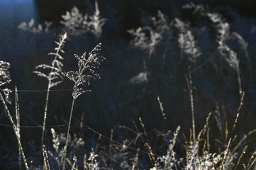 Meadow plants in backlight at sunset