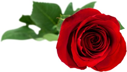 Rose, Red, Single Flower.