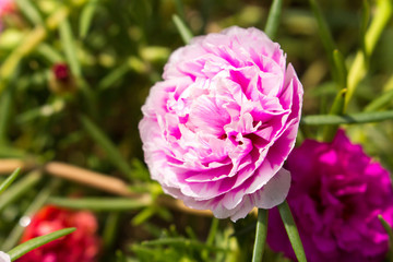 fresh flower beautiful colorful portulaca oleracea in morning, t