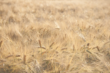 wheat field on summertime
