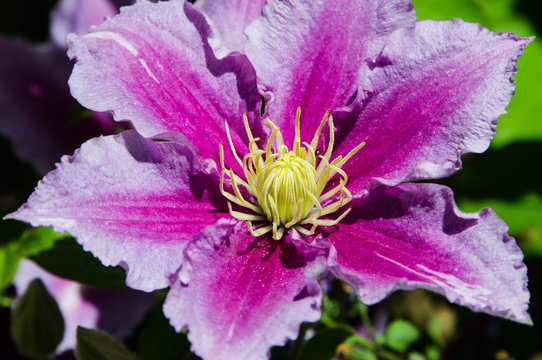 Fototapeta Purple and pink clemantis flower