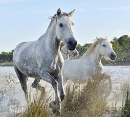 Obraz premium Running White horses through water