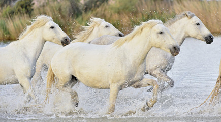 Fototapeta premium Herd of White Camargue horses running through water
