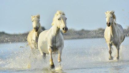 Fototapeta na wymiar Herd of White Camargue horses running through water