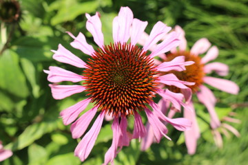"Pale Purple Coneflower" (or Echinacea) in Innsbruck, Austria. Its scientific name is Echinacea Pallida, native to USA. (See my other flowers)