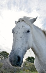Fototapeta na wymiar Portrait of the White Camargue Horses