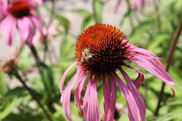 "Pale Purple Coneflower" (or Echinacea) with bee on it in Innsbruck, Austria. Its scientific name is Echinacea Pallida, native to USA. (See my other flowers)
