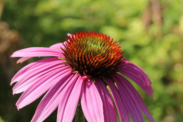 "Blacksamson Echinacea" (or Echinacea, Narrow-Leaved Purple Coneflower) in Innsbruck, Austria. Its scientific name is Echinacea Angustifolia, native to North America. (See my other flowers)