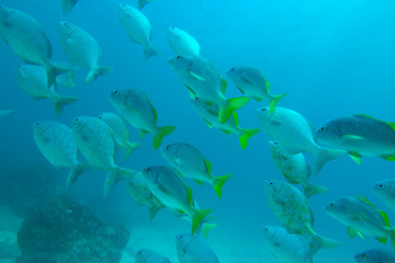 Shoal of Schoolmasters, Galapagos