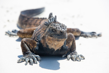 Fototapeta premium Marine iguana in the Galapagos islands