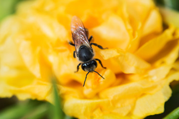 bee on fresh flower beautiful colorful portulaca oleracea in mor