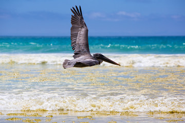Pelican flying over the beach in Galapagos