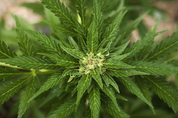 cannabis plant flowering