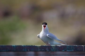 An arctic tern with its beak opened