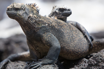 Marine iguanas in Galapagos islands
