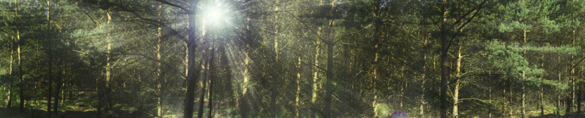 Wald mit Sonnenstrahlen Panorama
