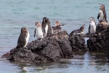 Foto op Plexiglas Group of Galapagos Penguin near the Pacific Ocean © piccaya