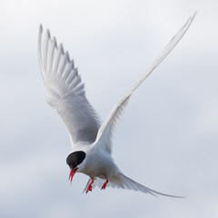 Arctic tern