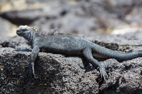 Marine iguana in Galapagos islands