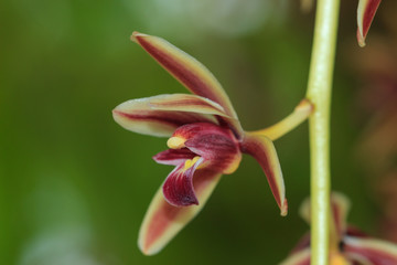 Orchid