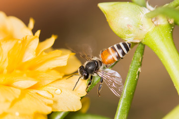 bee on fresh flower beautiful colorful portulaca oleracea in mor
